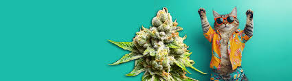 Everything You Need to Know About Cannabis Seeds Alberta Everything You Need to Know About Cannabis Seeds Alberta