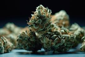 Everything You Need to Know About Cannabis Seeds Alberta Everything You Need to Know About Cannabis Seeds Alberta